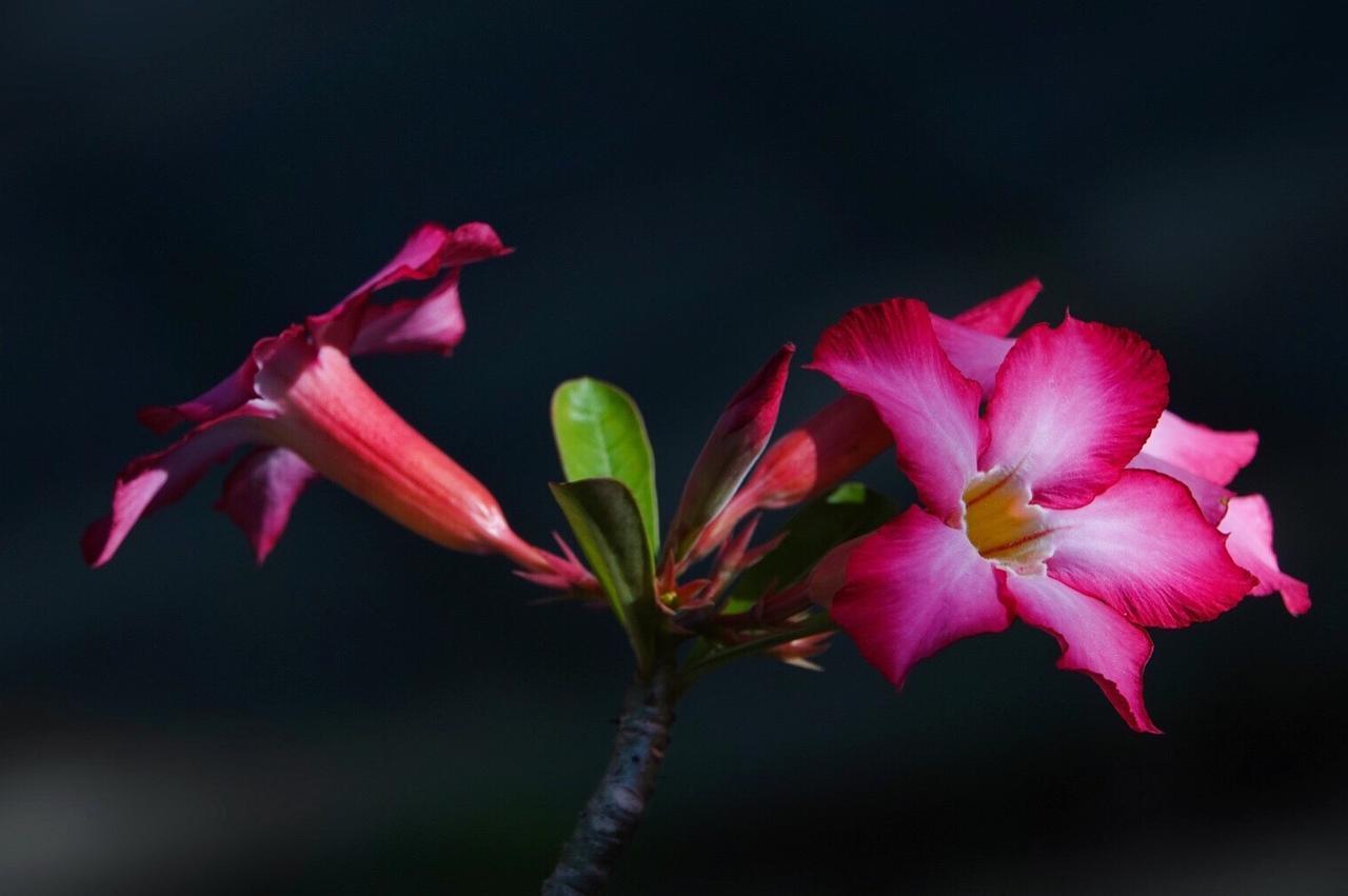 El Homestay Bali Nusa Dua  Eksteriør billede