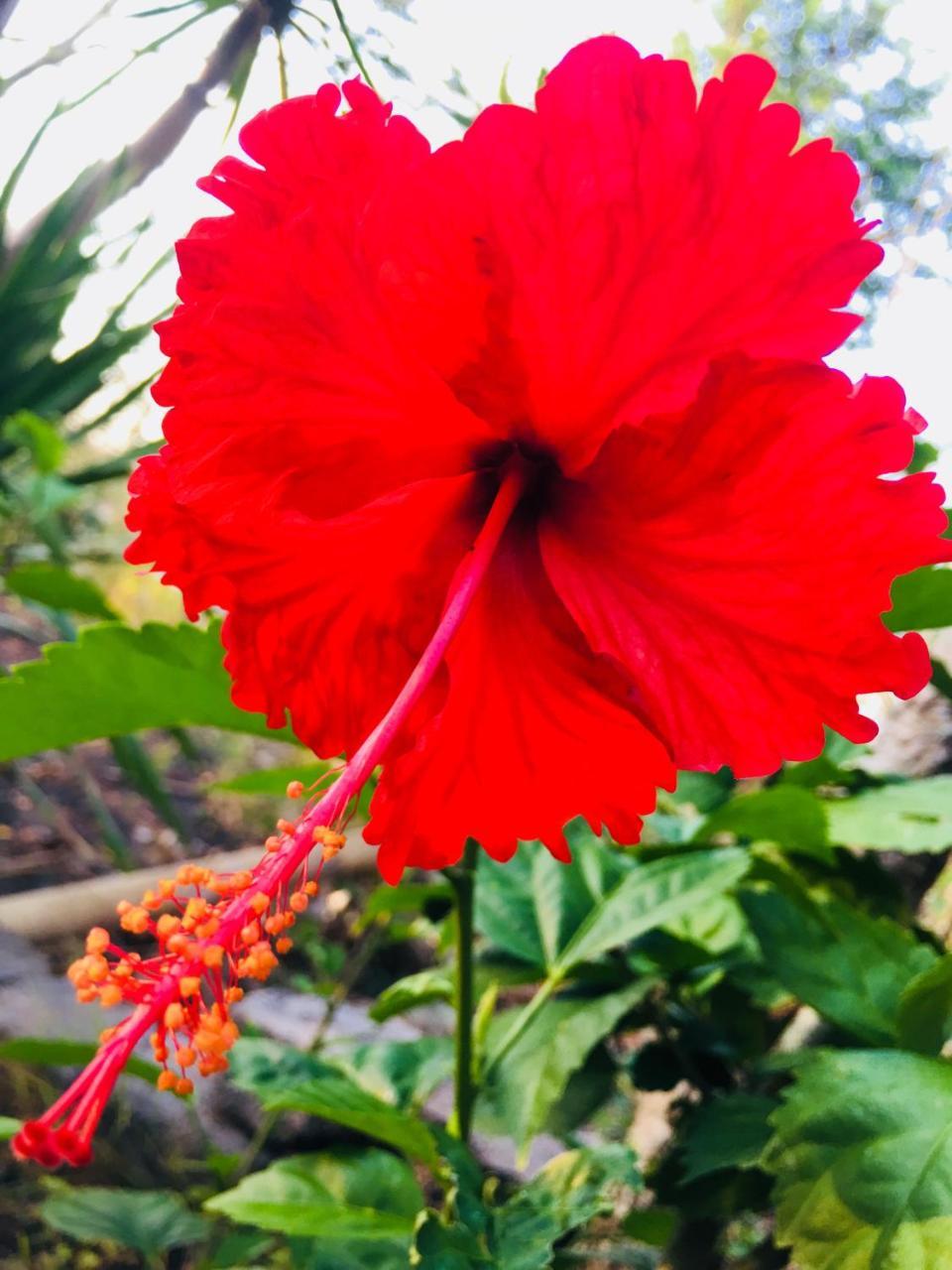 El Homestay Bali Nusa Dua  Eksteriør billede