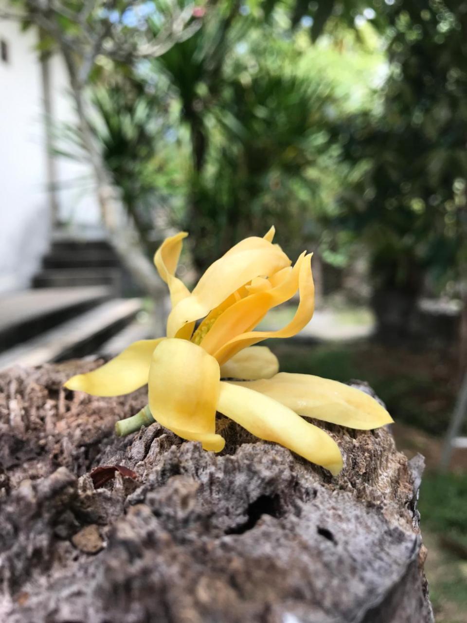 El Homestay Bali Nusa Dua  Eksteriør billede